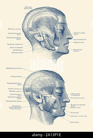 Facial Muscles And Nerves Stock Photo Alamy