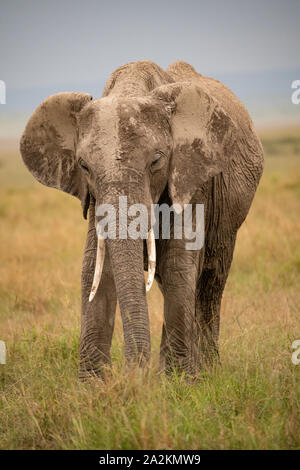 Elephant Close Up Portrait Masai Mara Kenya Stock Photo Alamy