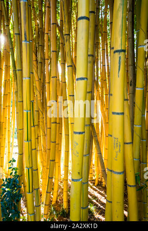 Closeup Of Green Bamboo Forest Stems Culms Abstract Nature Background