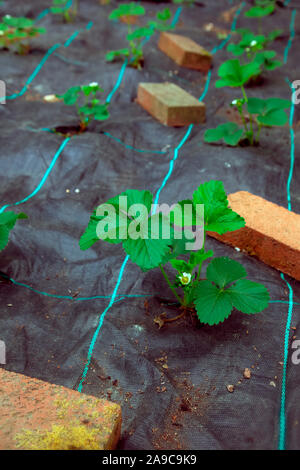 Growing Strawberries Through A Mypex Ground Cover Membrane Stock Photo