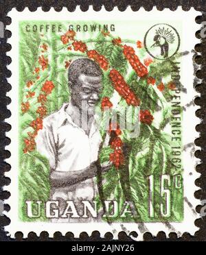 Coffee Berries Collection On Vintage Postage Stamp Of Colombia Stock