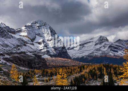 Odaray Mountain Above Golden Larches On Opabin Plateau In Fall Yoho