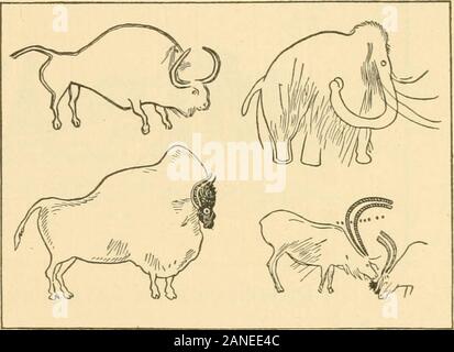 European Bison Norway Stock Photo Alamy