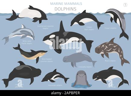 Dolphins Set Marine Mammals Collection Cartoon Flat Style Design