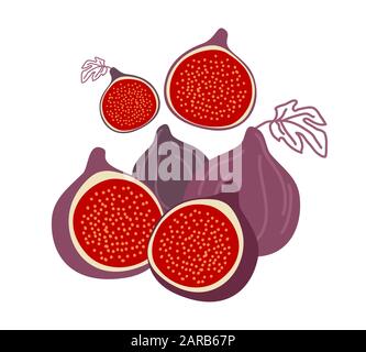 Vector Drawing Purple Figs Whole Fruit And Open Fruit Lettering Figs