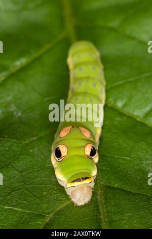 Spicebush Swallowtail Papilio Troilus Caterpillar In Final Prepupal