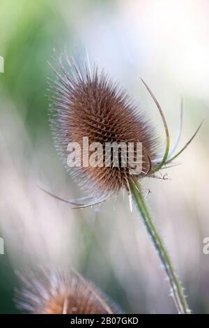 A Single Teasel Flower Head Dipsacus Fullonum Stock Photo Alamy