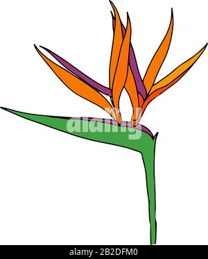 Strelitzia Reginae Tropical South Africa Flower Isolated On White