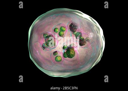 Echinococcus Granulosus Hydatid Cyst Illustration Stock Photo Alamy