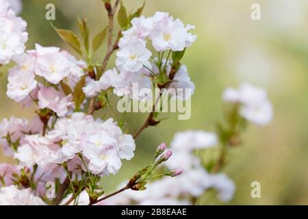 Japanese Flowering Cherry Prunus Amanogawa Stock Photo Alamy