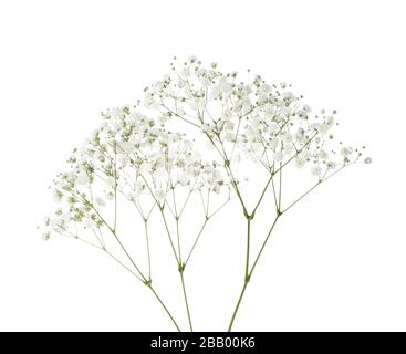 Twigs With Small White Flowers Of Gypsophila Baby S Breath Isolated