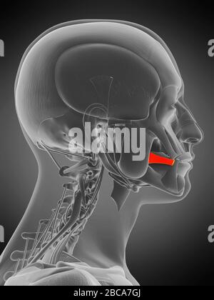 Risorius Muscle Illustration Stock Photo Alamy