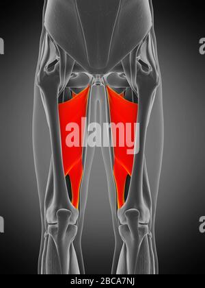 Adductor Magnus Muscle Illustration Stock Photo Alamy