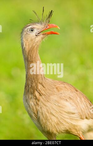 Portrait Of Red Legged Seriema Cariama Cristata In Parque Das Aves