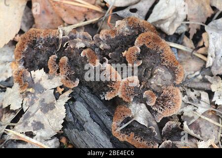 Thelephora Terrestris Known As The Earthfan Fungus Mushrooms From