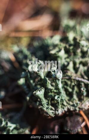 Closeup Detail Of Wood Texture Background Stock Photo Alamy