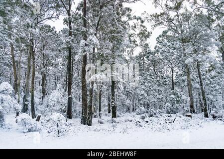 Eucalyptus Forest Covered In Snow In Winter Victoria Australia Stock