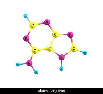 Adenine A Adenine Purine Nucleobase Molecule Base Present In Dna