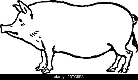 Pig Illustration Drawing Engraving Line Art Realistic Stock Vector