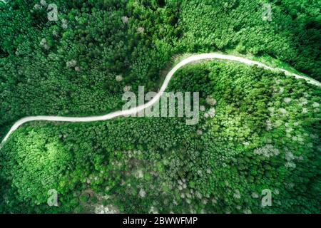 Winding Dirt Road Through The Autumn Brown Forest Stock Photo Alamy