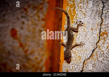 Common House Geckos On House Wall Rajasthan India Hemidactylus