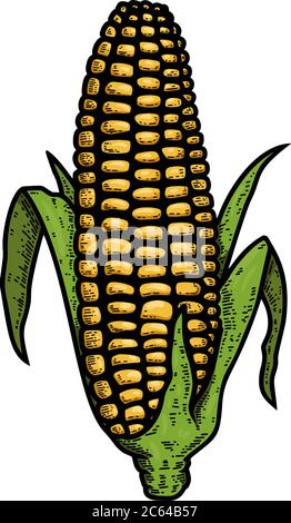 Sweet Corn Ear Maize Woodcut Etching Illustration Stock Vector Image