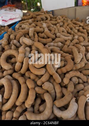 Tamarindus Indica Tamarind Fruit Pods Growing On A Tree Stock Photo