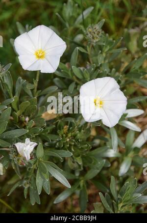 Convolvulus Cneorum White Flower Flowers Ornamental Bindweed Silver