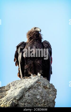 California Condor Gymnogyps Californianus Perched On Cliff Utah