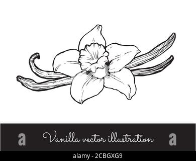 Hand Drawn Vanilla Flower Illustration Line Drawing Vanilla Blossom