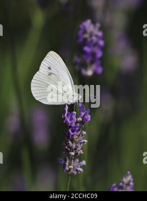 Cabbage White Butterfly On A Flower Umbel Stock Photo Alamy