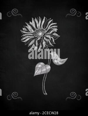 Hand Drawn White Chalk Sunflower On Black Chalkboard Stock Photo Alamy