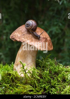 Snails Sitting On White Mushrooms On A Natural Background Stock Photo