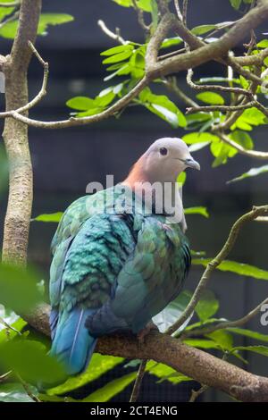 The Chestnut Naped Imperial Pigeon Ducula Aenea Paulina Stands On The