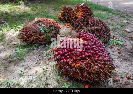 Tenom Sabah Malaysia Fresh Fruit Bunches Ffb At The Hopper Of