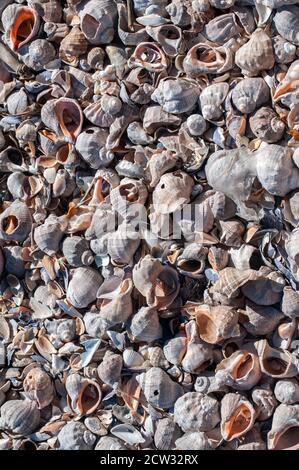 Veined Rapa Whelk Rapana Venosa Black Sea Crimea Ukraine Stock