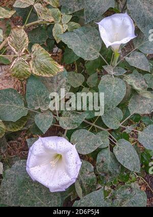 Sacred Datura Flower Blooming In The Grand Canyon Datura Wrightii Or Sacred Datura Is The Name