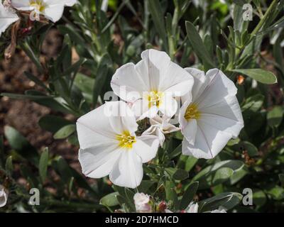 Convolvulus Cneorum White Flower Flowers Ornamental Bindweed Silver