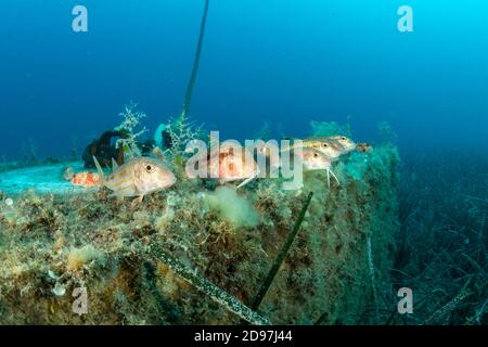 Striped Mullets Mullus Surmuletus Vis Island Adriatic Sea Croatia Stock