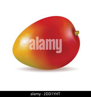 Mango Vector Illustration Stock Vector Image Art Alamy