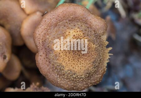 Single Honey Fungus Armillaria Mellea Mushroom Growing On Fallen Log