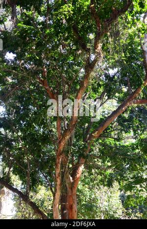 Brazilwood Tree National Tree Of Brazil Caesalpinia Echinata Commonly