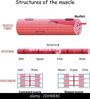 System Actin Myosin Cell Contraction Striated Filaments Movement Muscle