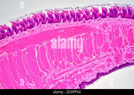 Tongue Papilla Light Micrograph Of A Longitudinal Section Through A