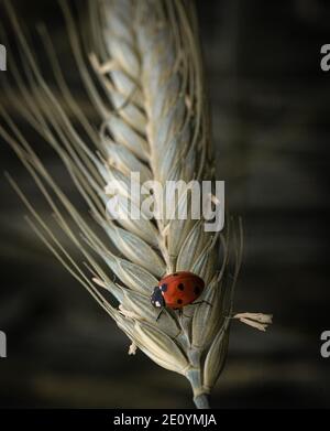 Insect On Wheat Corn Stock Photo Alamy