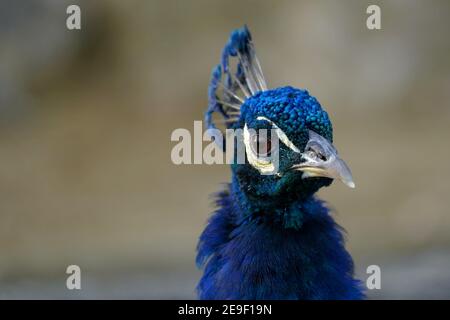 Peacock Or Peafowl Is Also Called Pavo Cristatus Stock Photo Alamy