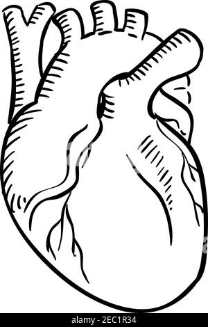 Heart Isolated Sketch Cardiovascular System Internal Organ Stock