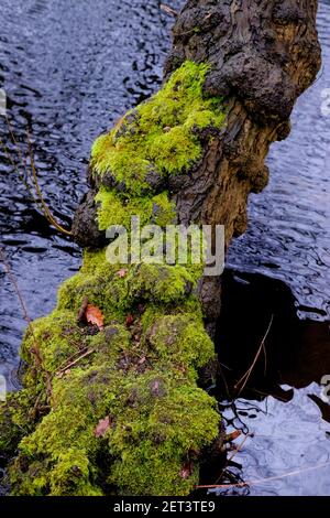 Moss Growing On Tree Trunk Stock Photo Alamy