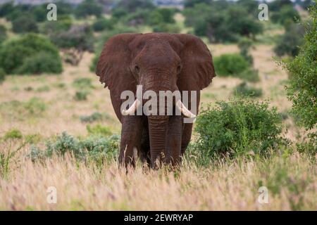 African Elephant Loxodonta Africana Africana Tsavo East National