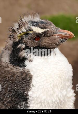 Close Up Of Juvenile Southern Rockhopper Penguin Eudyptes Chrysocome